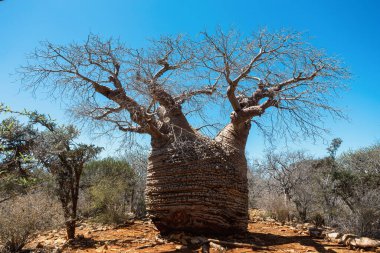 Majestic Büyükanne Fony baobab (Adansonia rubrostipa), ağacın yaklaşık 1600 yıllık en eski parçası. Tsimanampetsotsa Ulusal Parkı. Madagaskar vahşi doğası.