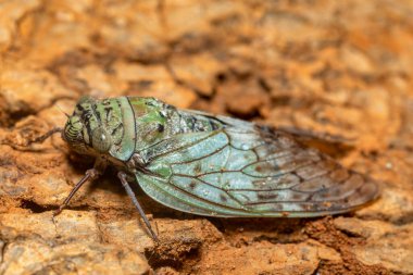 Yanga heathi, süper ailede ağustos böceği, Cicadoidea, Auchenorrhyncha, Tsingy de Bemaraha, Madagaskar vahşi yaşam hayvanı hemiptera (gerçek böcekler) takımında böcek.