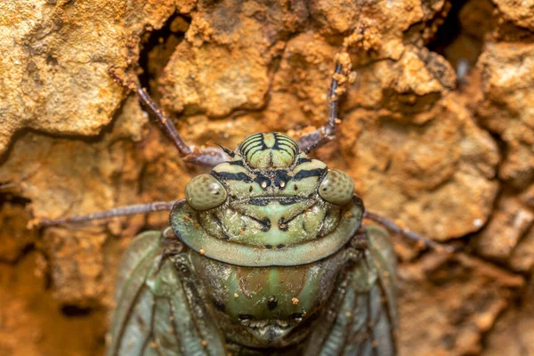 Yanga Heathi Cicada Superfamilie Cicadoidea Insect Orde Hemiptera Echte Wantsen — Stockfoto