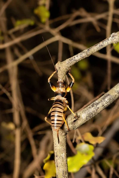 Colossopus Grandidieri Endemický Noční Kriket Druhy Hmyzu Kivalo Madagaskar Volně — Stock fotografie