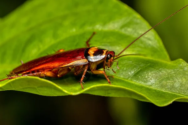 Australský Šváb Periplaneta Australasiae Běžný Druh Hmyzu Tropického Švába Národní — Stock fotografie