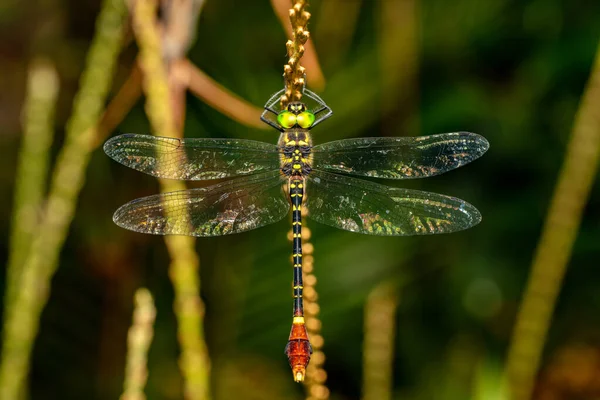Phyllomacromia Trifasciata Large Genus Dragonfly Family Macromiidae Ranomafana National Park — Stock Photo, Image