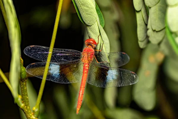 珊瑚尾翼 Tholymis Tillarga 蜻蜓科的种类 Miandrivazo 马达加斯加野生动物 — 图库照片