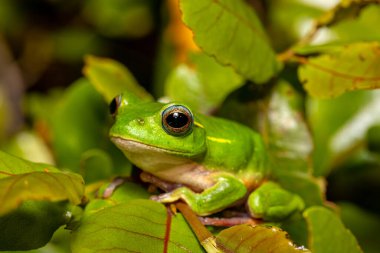 Boophis occidentalis, Mantellidae familyasından endemik güzel yeşil ağaç kurbağası türü. Andringitra Ulusal Parkı, Madagaskar Vahşi Hayatı