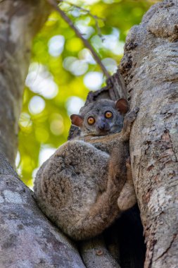 Randrianasolo 'nun sportif lemuru (Lepilemur randrianasoloi) veya Tsingy de Bemaraha' daki Bemaraha sportif lemuru. Madagaskar vahşi yaşam hayvanı