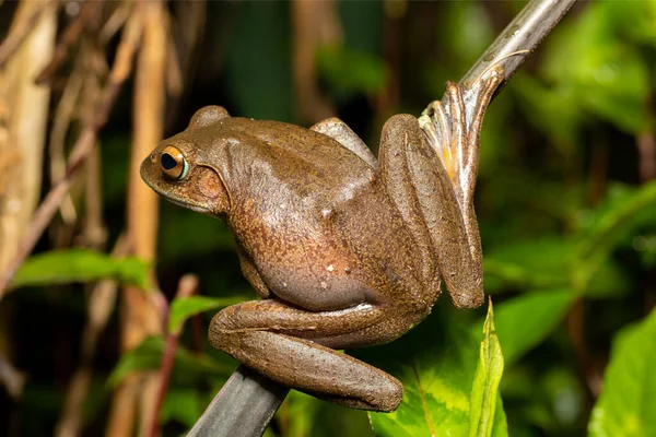 Madagascan Treefrog Boophis Madagascariensis Endemic Species Frog Family Mantellidae Andasibe — Foto de Stock