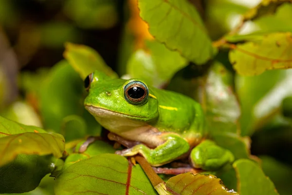 Boophis Occidentalis Species Endemic Beautiful Green Tree Frog Family Mantellidae — Foto de Stock