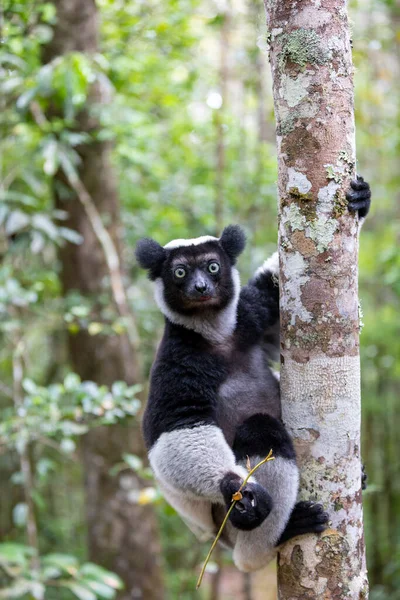 Largest Living Lemur Indri Indri Indri Called Babakoto Endangered Endemic — Stock Photo, Image