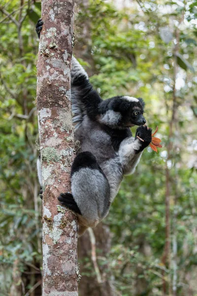 Největší Žijící Lemur Indri Indri Indri Nazývaný Babakoto Ohrožené Endemické — Stock fotografie