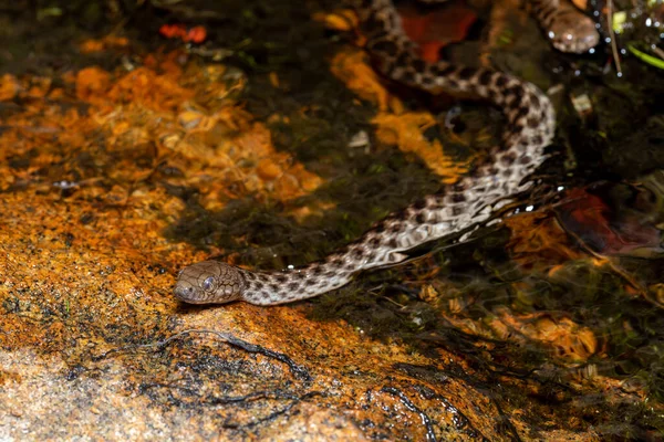 Malagasy Cat Eyed Snake Madagascarophis Colubrinus Species Snake Family Pseudoxyrhophiidae — Stock fotografie