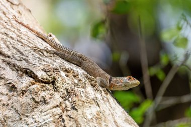 Cuvier 'in Madagaskar Swift' i (Oplurus cuvieri) Madagascan yakalı iguana veya iguanid kertenkele olarak bilinir. Opluridae familyasından endemik bir kertenkele türü. Tsingy de Bemaraha, Madagaskar vahşi yaşam hayvanı