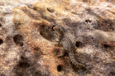 Oplurus cyclurus (Madagaskar Swift olarak da bilinir), Opluridae familyasından bir kertenkele türüdür. Isalo Ulusal Parkı. Madagaskar vahşi yaşam hayvanı