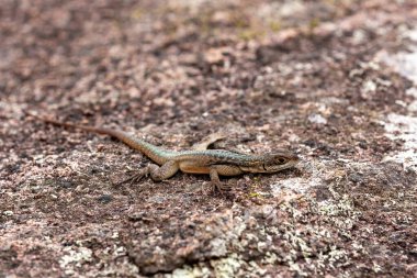 Grandidier Madagaskar Swift (Oplurus grandidieri), Opluridae familyasından bir kaya kertenkelesi türü. Andringitra Ulusal Parkı. Madagaskar vahşi yaşam hayvanı