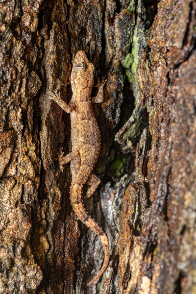 Hemidactylus Mercatorius Endemic Species Gecko Lizard Tsingy Bemaraha Madagascar Wildlife — Stock Photo, Image