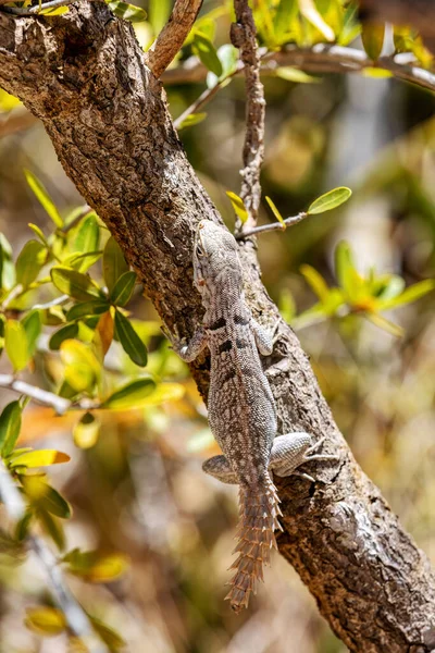 Oplurus Cyclurus Also Known Commonly Madagascar Swift Merrem Madagascar Swift — Stock Photo, Image