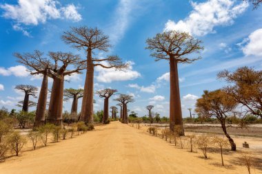 Morondava 'daki Iconic Baobab Alley' de, boş bulvarda kimse yok. Meşhur görkemli ağaçlar mavi gökyüzüne karşı. Seyahat konsepti. Madagaskar manzarası