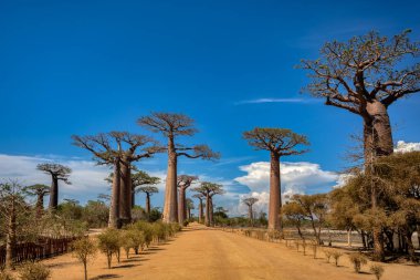 Morondava 'daki Iconic Baobab Alley' de, boş bulvarda kimse yok. Meşhur görkemli ağaçlar mavi gökyüzüne karşı. Seyahat konsepti. Madagaskar manzarası