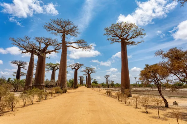 stock image Iconic Baobab Alley in Morondava, No people on empty avenue. Famous majestic endemic trees against blue sky. Travel concept. Madagascar landscape