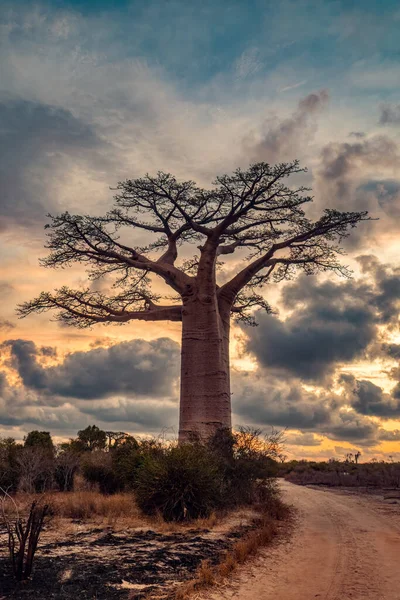 Superbes Baobabs Coucher Soleil Bordant Route Village Kivalo Belle Vue — Photo