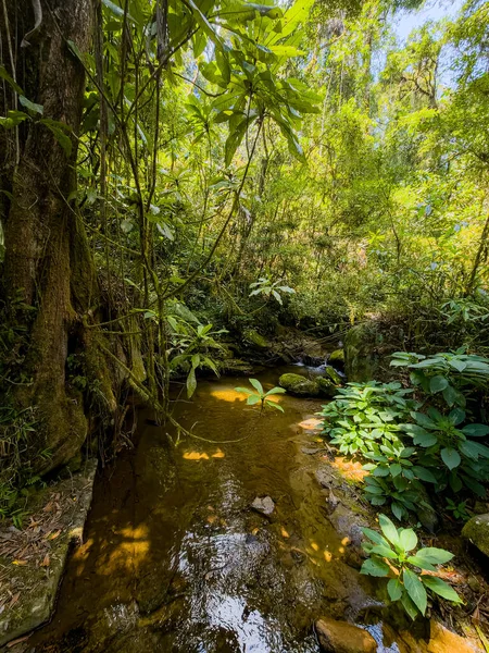 stock image Stunning wilderness of Ranomafana National Park, complete with lush rainforest and dense jungle and small stream in rain forest. Madagascar wilderness landscape.