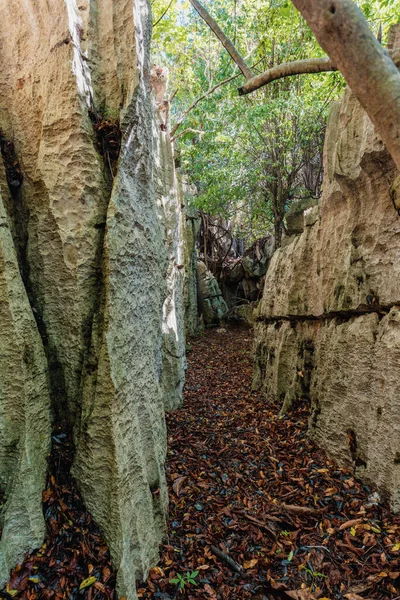 位于马达加斯加西海岸附近的严格自然保护区 小Tsingy Bemaraha的岩石之间的狭窄路径 联合国教科文组织世界遗产马达加斯加迷人的野外风景 — 图库照片