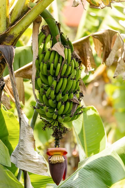 Kvetoucí Banánové Ovoce Nezralé Zelené Banány Deštném Pralese Národním Parku — Stock fotografie