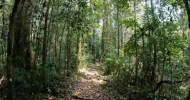 Yağmur ormanlarında, Analamazaotra Ulusal Parkı 'nda yürüyoruz. Madagaskar vahşi doğası. Birinci kişiden görüntüle.