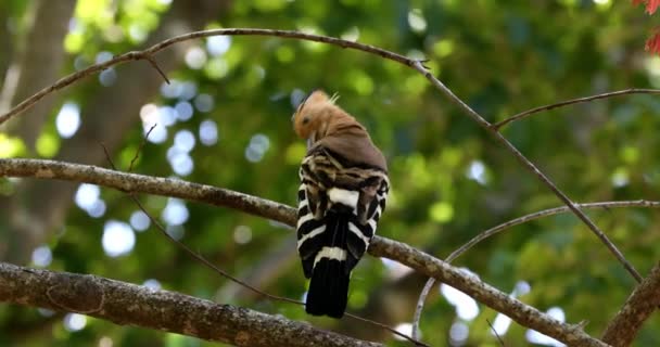 Hoopoe Madagaskar Upupa Marginata Spesies Hoopoe Dalam Keluarga Upupidae Burung — Stok Video