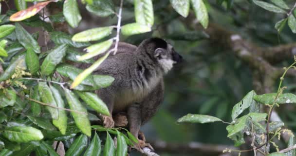 Cute Common Brown Lemur Eulemur Fulvus Orange Eyes Endangered Endemic — Stockvideo