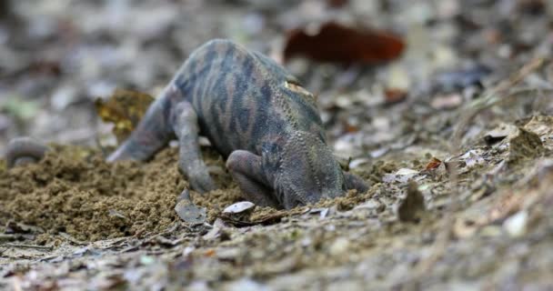 Furcifer Nicosiai是一种大型的地方特有的变色龙 是一种蜥蜴科的蜥蜴 雌性会挖一个孔来产卵 Tsingy Bemaraha 马达加斯加野生动物 — 图库视频影像