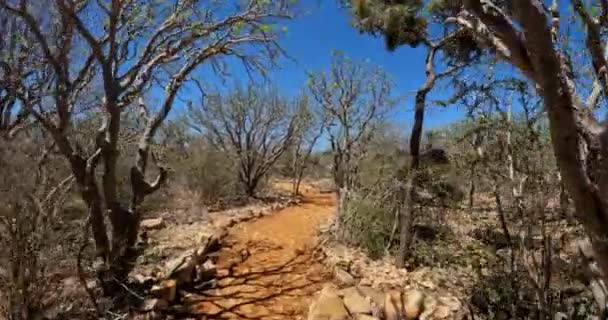 Sentier Touristique Dans Parc National Tsimanampetsotsa Connu Sous Nom Réserve — Video