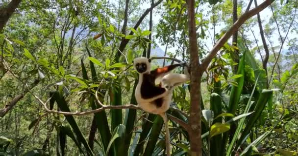 Vackra Coquerels Sifaka Lemur Propithecus Coquereli Utrotningshotade Endemiska Djur Sitter — Stockvideo