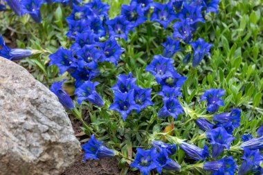 Trompet gentiana mavi bahar çiçeği bahçede. Bahçe işleri konsepti. Güzel çiçek.