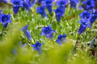 Trompet gentiana mavi bahar çiçeği bahçede. Bahçe işleri konsepti. Güzel çiçek.