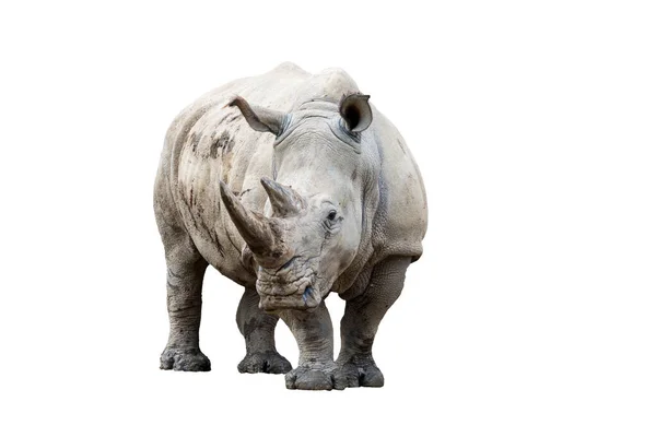 Rhino Neushoorn Ceratotherium Simum Simum Geïsoleerd Witte Achtergrond — Stockfoto