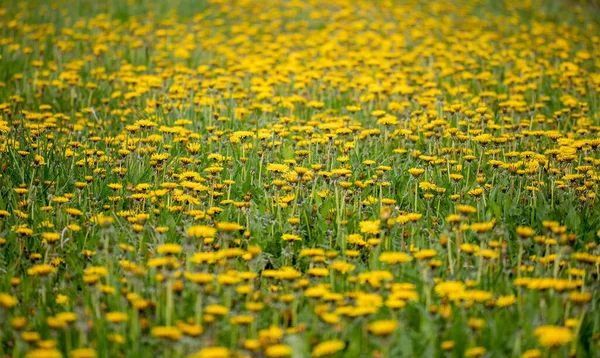 Bahar Çiçekleri Karahindiba Tarlası Ilkbaharda Karahindiba Çayırı Sığ Odaklı Sarı — Stok fotoğraf