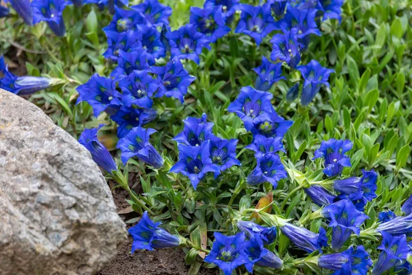 Trompeta Gentiana Flor Azul Primavera Jardín Concepto Jardinería Primavera Belleza — Foto de Stock
