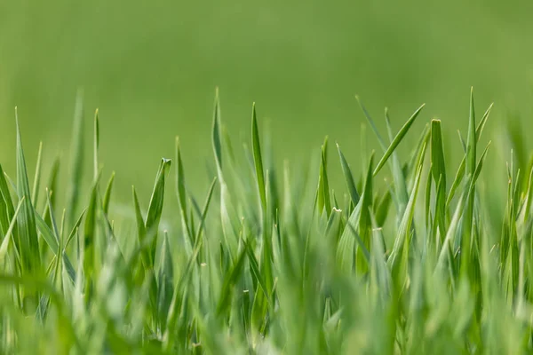 Vers Groen Gras Voorjaarstuin Voor Natuurlijke Achtergrond Behang Achtergrond Gebruik — Stockfoto