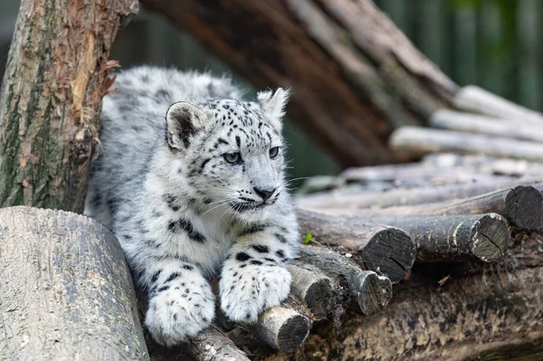 Leopardo Nieve Panthera Uncia Hermoso Gato Grande Salvaje Nativo Las —  Fotos de Stock