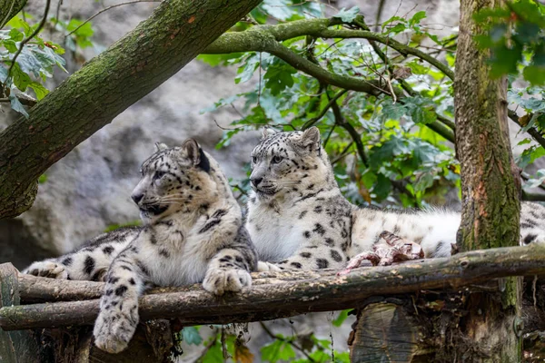 Пара Снежных Барсов Panthera Uncia Красивая Дикая Большая Кошка Родом — стоковое фото