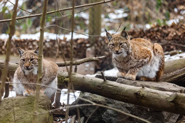 Karpathische Lynx Lynx Lynx Carpathicus Tijdens Herfst Ondersoorten Van Euraziatische — Stockfoto