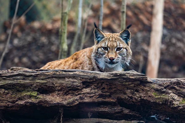 Lince Dei Carpazi Lynx Lynx Carpathicus Durante Autunno Sottospecie Della — Foto Stock