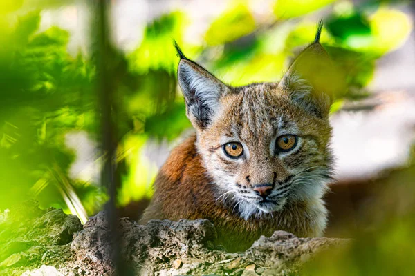 Lince Los Cárpatos Lynx Lynx Carpathicus Durante Otoño Subespecies Del — Foto de Stock