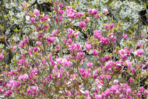 Drzewo Magnolii Kwitnie Wiosną Delikatne Różowe Kwiaty Słońcu Ciepła Kwietniowa — Zdjęcie stockowe