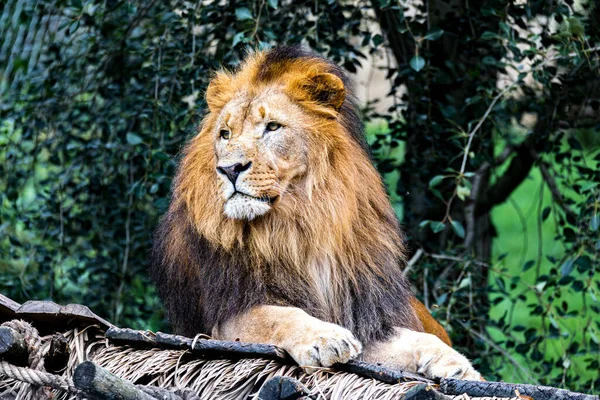 Величний Самець Південно Західно Африканського Лева Або Катанга Лева Panthera — стокове фото