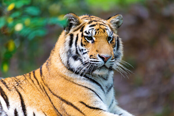 The Siberian tiger (Panthera tigris tigris) also called Amur tiger (Panthera tigris altaica) in the forest. Native to the Russian Far East, Northeast China and possibly North Korea
