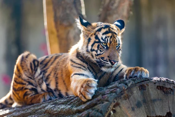 Sumatra Tiger Panthera Tigris Sumatrae Eine Seltene Tigerunterart Die Auf — Stockfoto