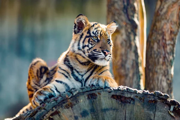 Sumatra Tiger Panthera Tigris Sumatrae Eine Seltene Tigerunterart Die Auf — Stockfoto
