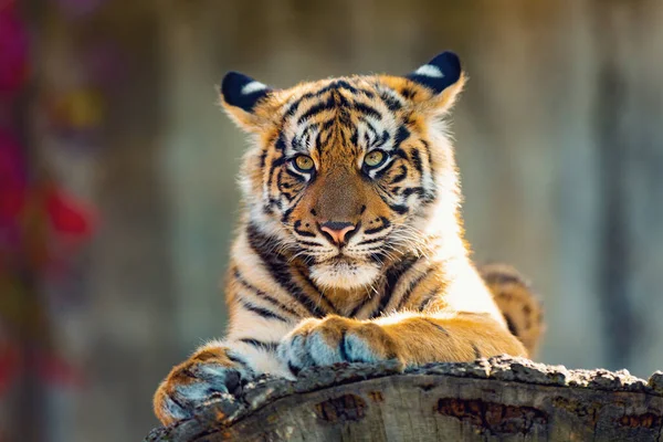 Tigre Sumatra Panthera Tigris Sumatrae Rare Sous Espèce Tigre Qui — Photo