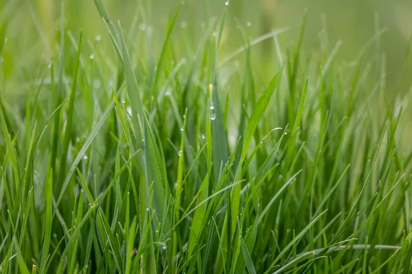 Świeża Zielona Trawa Wiosennym Ogrodzie Dla Naturalnego Tła Tapety Lub — Zdjęcie stockowe
